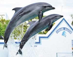 しながわ水族館のイルカショー